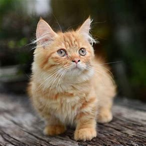 gato amarelo